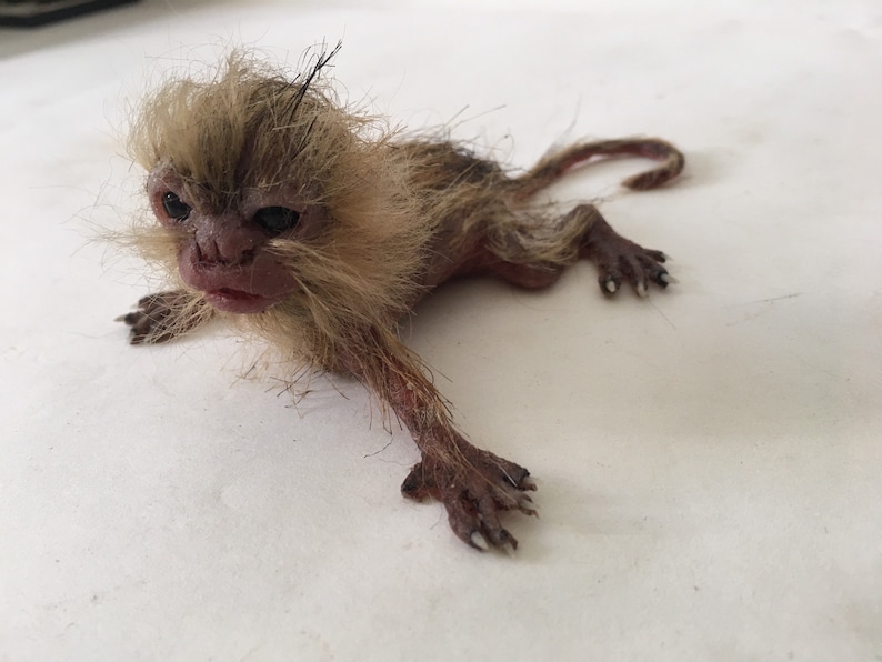 baby marmoset monkey image 9