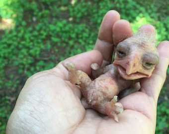 baby hybrid bird