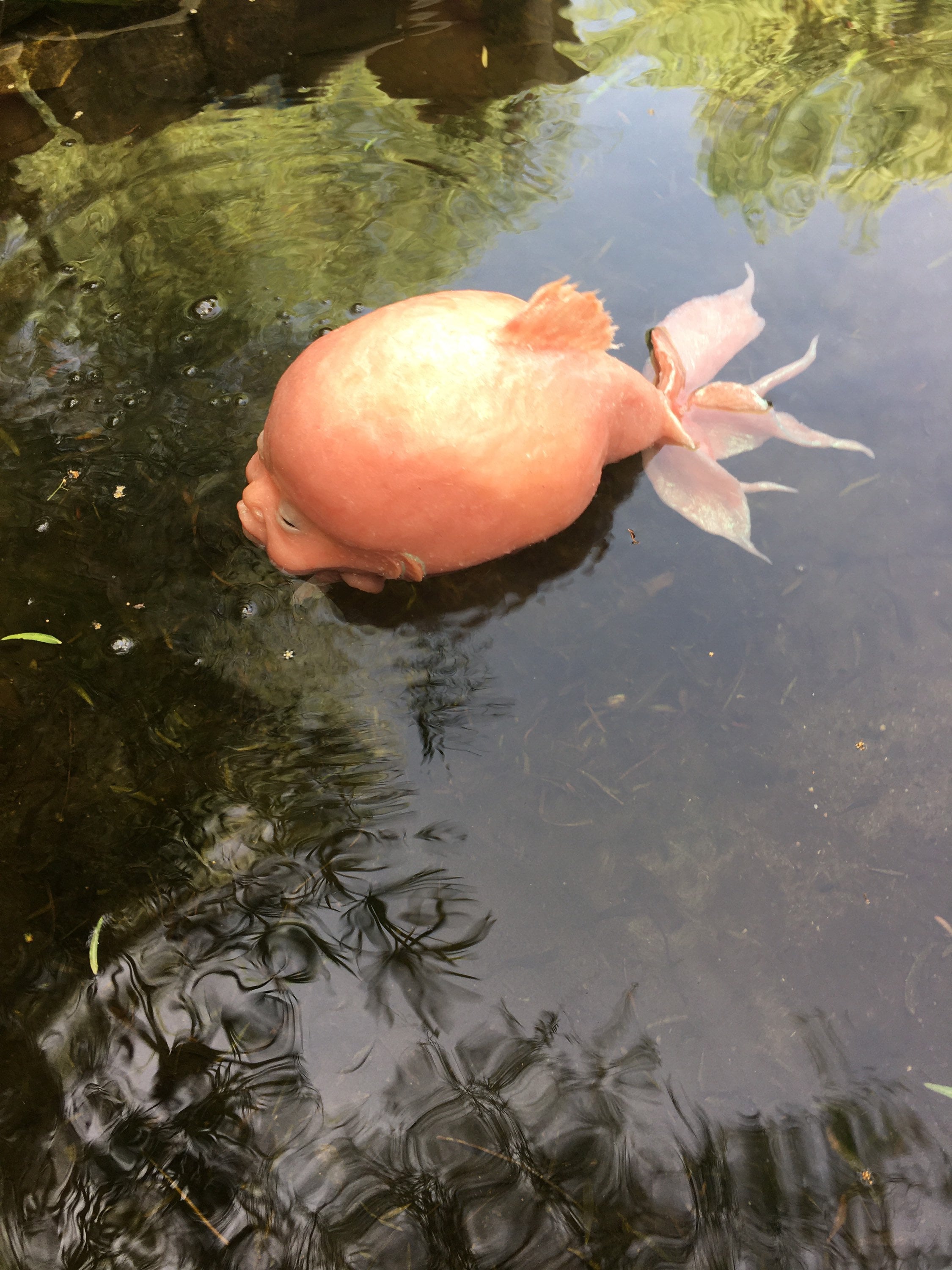 オランダ魚の突然変異手作りシリコン彫刻 |ユニークなファンタジー魚