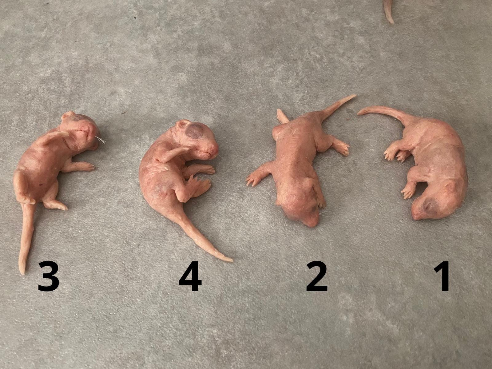 Babyrat sculptuur in azijnzuur siliconen – uniek, handgebeeldhouwd  kunstwerk - Etsy België, image size:1600x1200