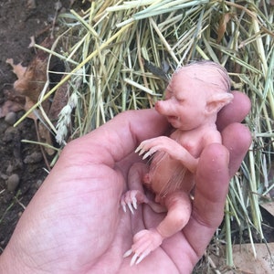 Baby Hybrid Pig image 6