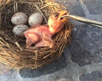 Handcrafted Baby Sparrow Silicone Sculpture | Realistic Platinum Silicone Bird Figurine | Unique Sparrow Art Perfect for Collectors