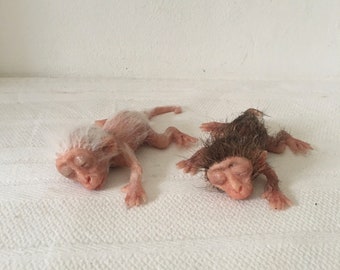 new baby macaque