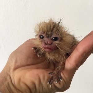 baby marmoset monkey immagine 1
