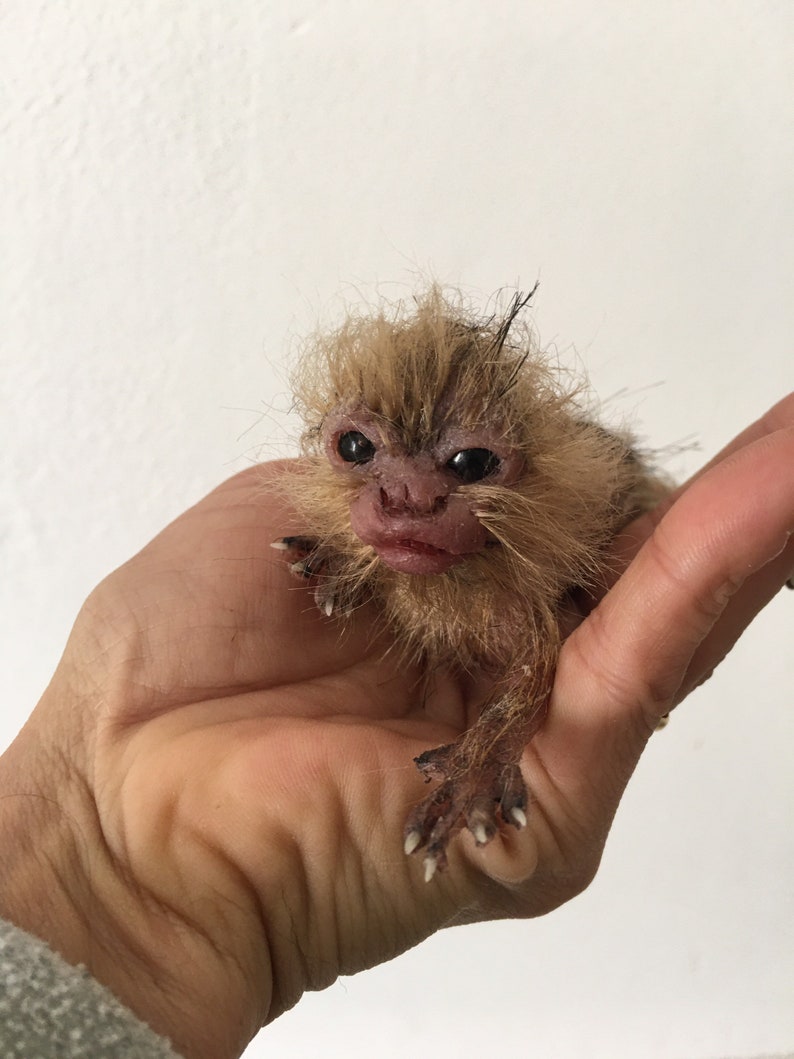 baby marmoset monkey immagine 1