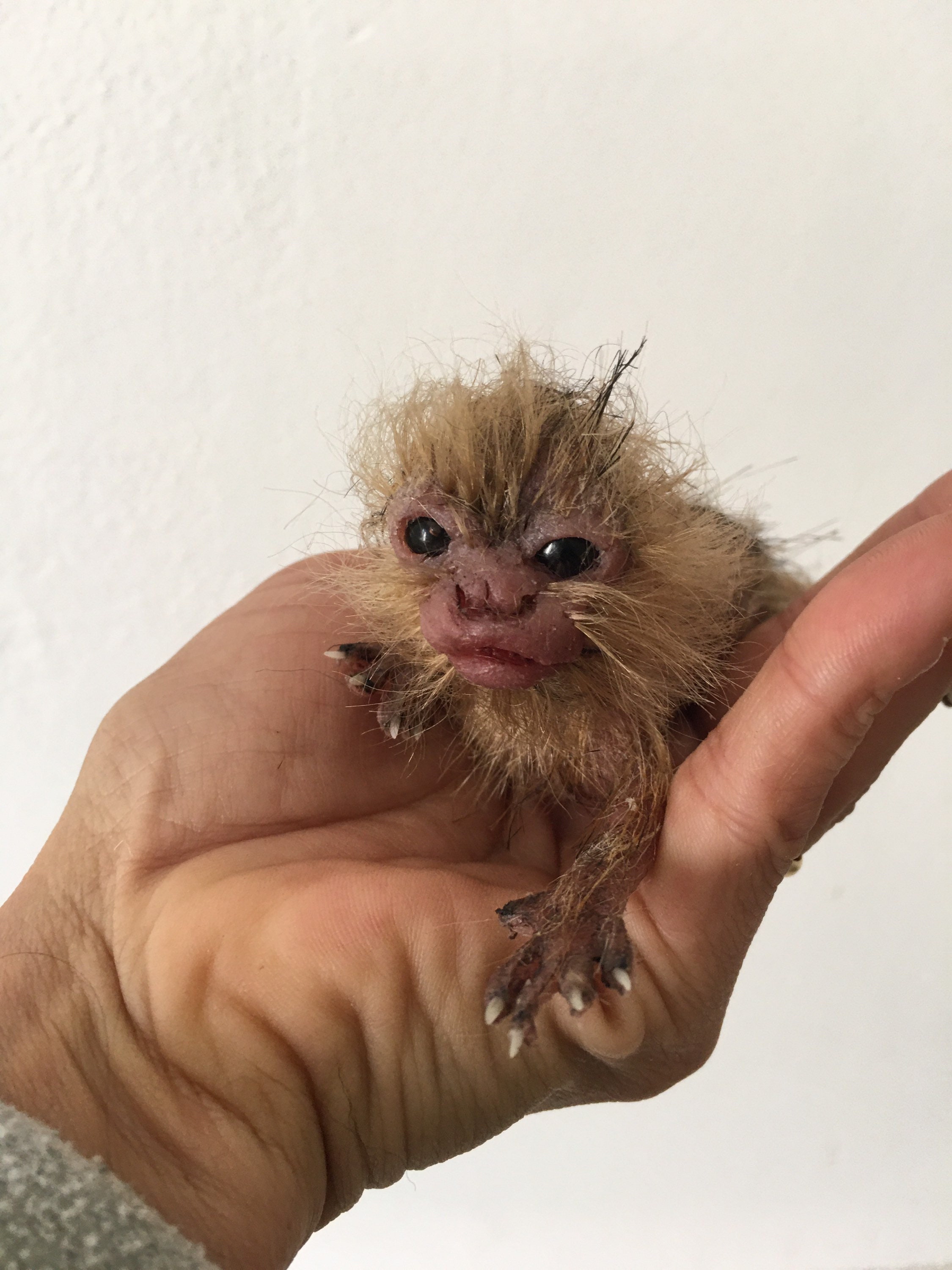 Mono Del Marmoset Del Bebé Que Se Aferra En Una Ramificación