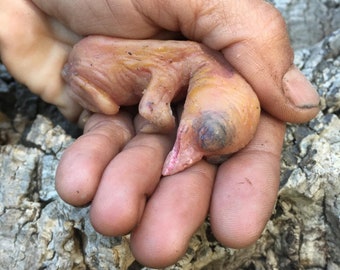 Baby magpie bird