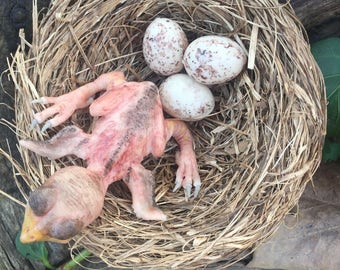 May include: A pink baby bird with its eyes closed is nestled in a brown woven nest with three speckled white eggs.