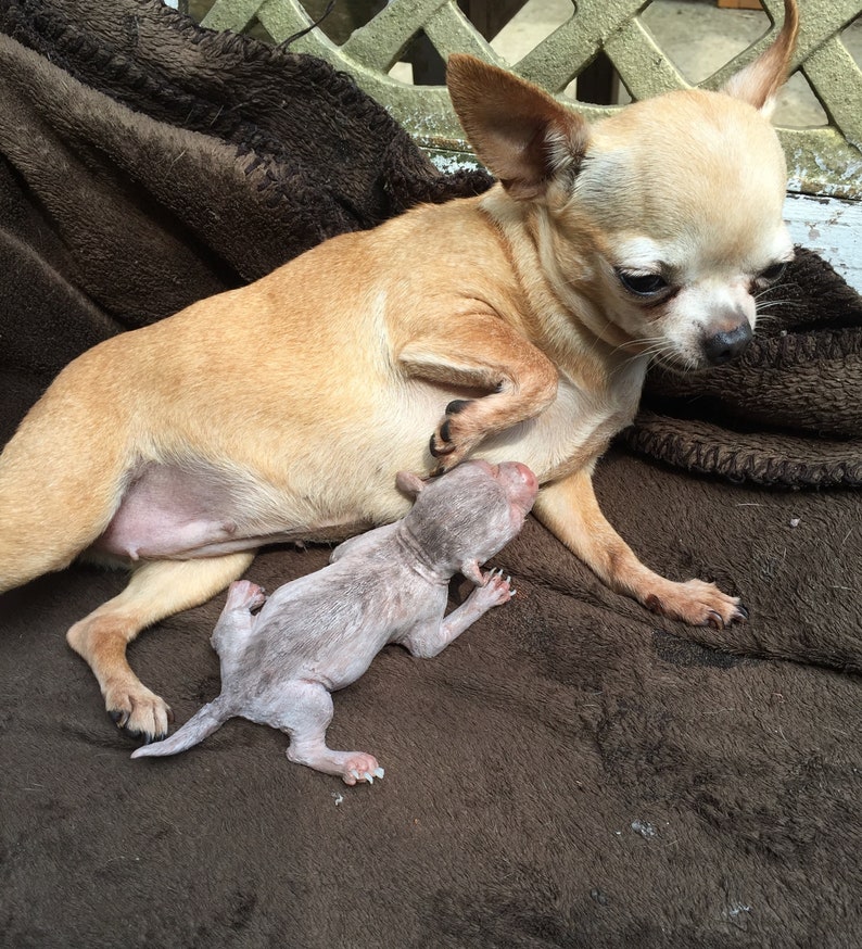 May include: A light brown chihuahua nursing a small, hairless puppy on a brown fuzzy blanket.