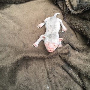 May include: A small, white, hairless puppy is lying on a brown fuzzy blanket. The puppy has its eyes closed and is sleeping.