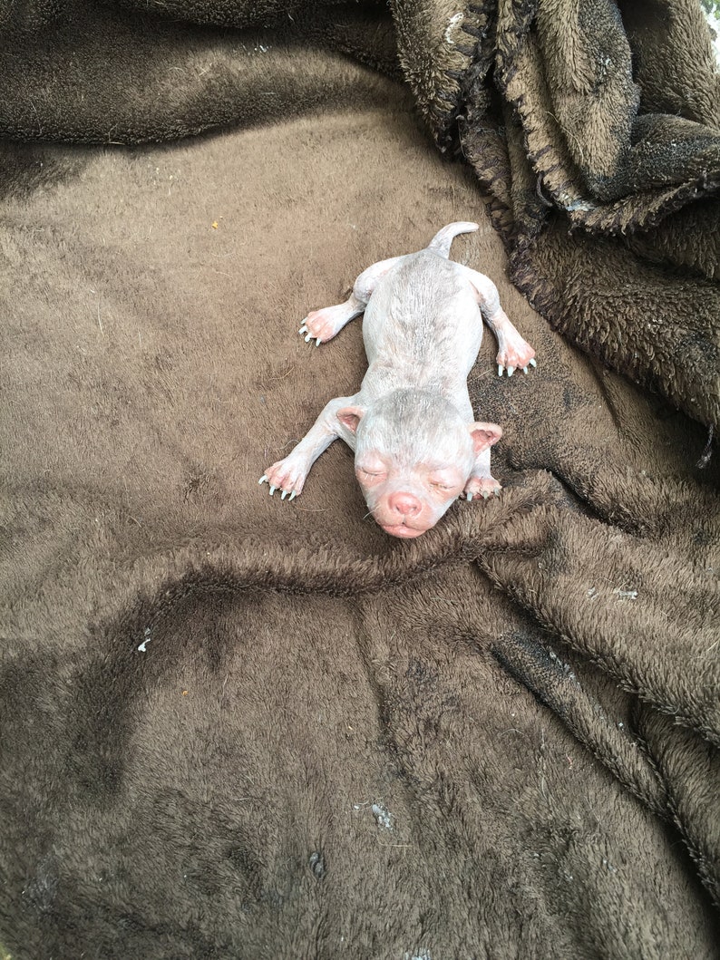 May include: A small, white, hairless puppy is lying on a brown fuzzy blanket. The puppy has its eyes closed and is sleeping.
