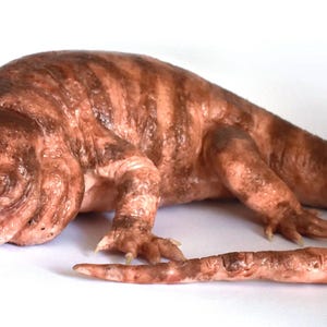 Puede incluir: Primer plano de un lagarto marrón y rosa con un patrón rayado. El lagarto está acostado boca abajo con la cabeza girada hacia un lado.