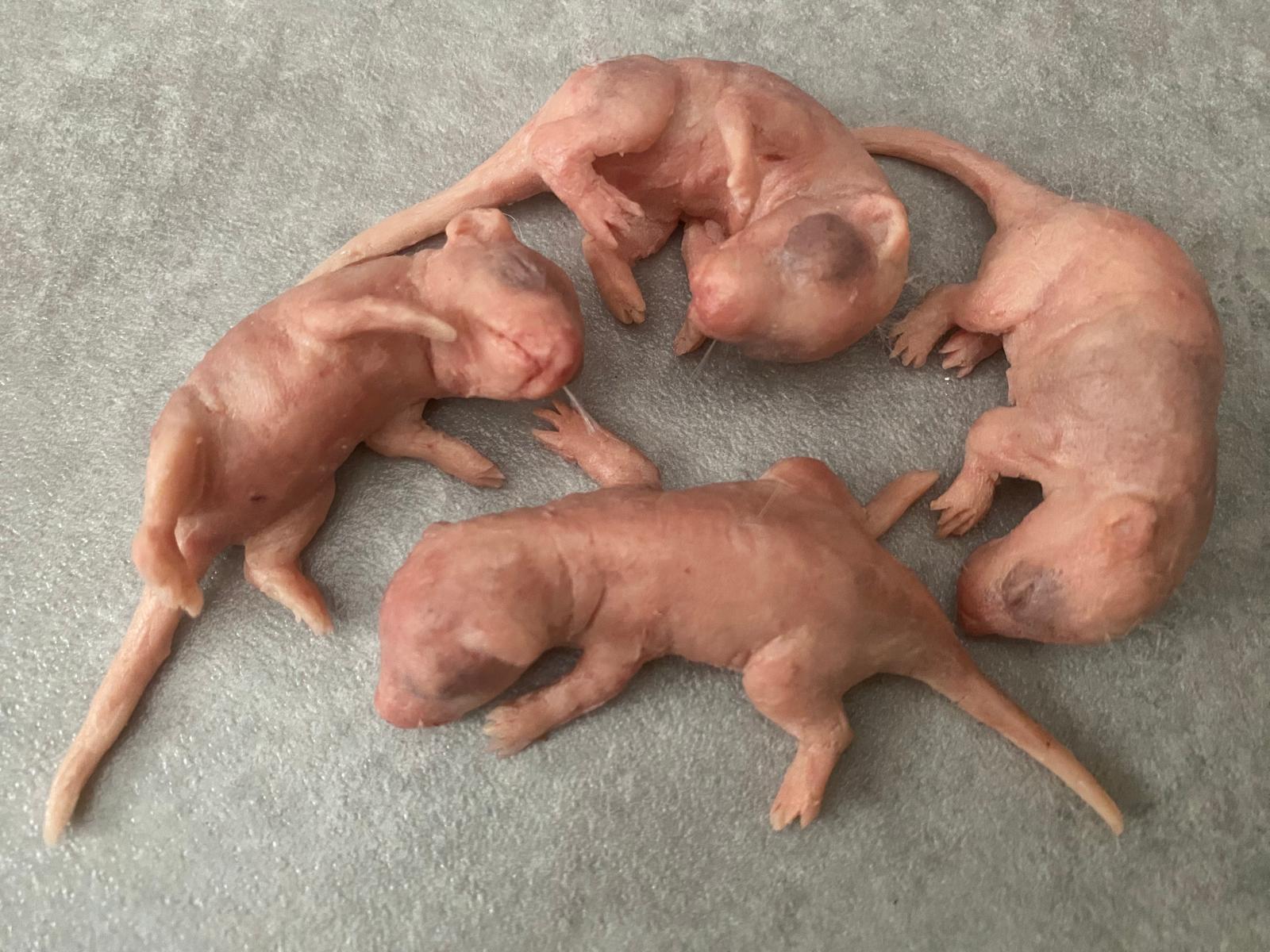 Babyrat sculptuur in azijnzuur siliconen – uniek, handgebeeldhouwd  kunstwerk - Etsy België, image size:1600x1200