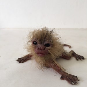 baby marmoset monkey immagine 8