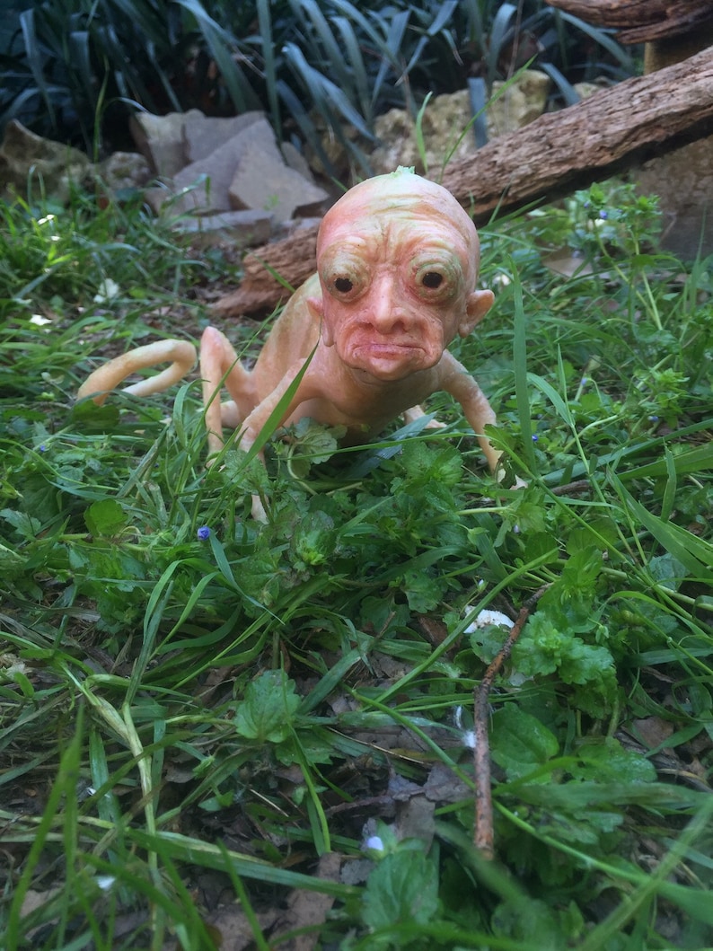 Hybrid chameleon Etsy