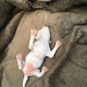Baby Chihuahua image 6