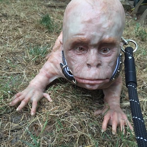May include: A close-up of a creature with a bald head and large eyes, wearing a black and white collar and a leash. The creature is lying on its stomach on a bed of dry grass.