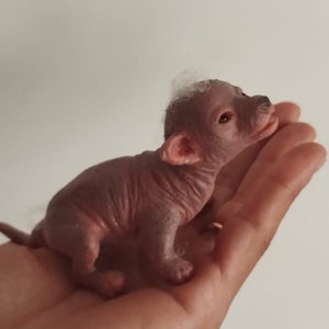 Realistic Hairless Micro Chihuahua in Silicone - Ultrarealistic Sculpture Handmade by Laira Maganuco