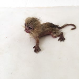 baby marmoset monkey immagine 10