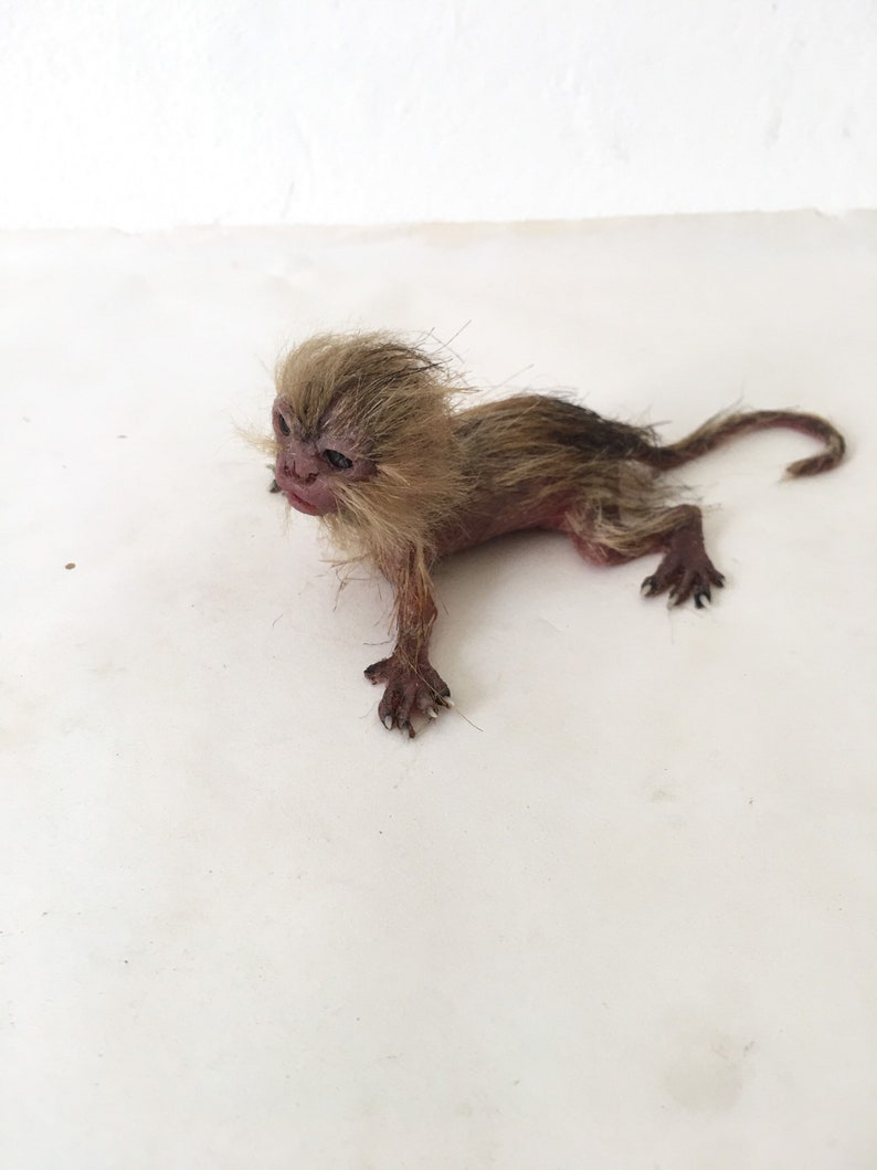 baby marmoset monkey immagine 10