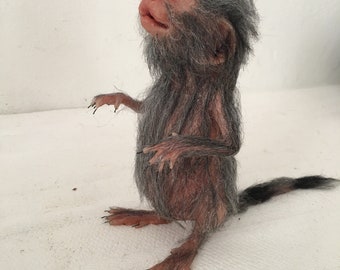 adult marmoset monkey