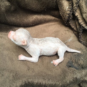 May include: A small, hairless puppy with pink skin and white markings lies on a brown fuzzy blanket. The puppy is looking up and has its mouth slightly open.