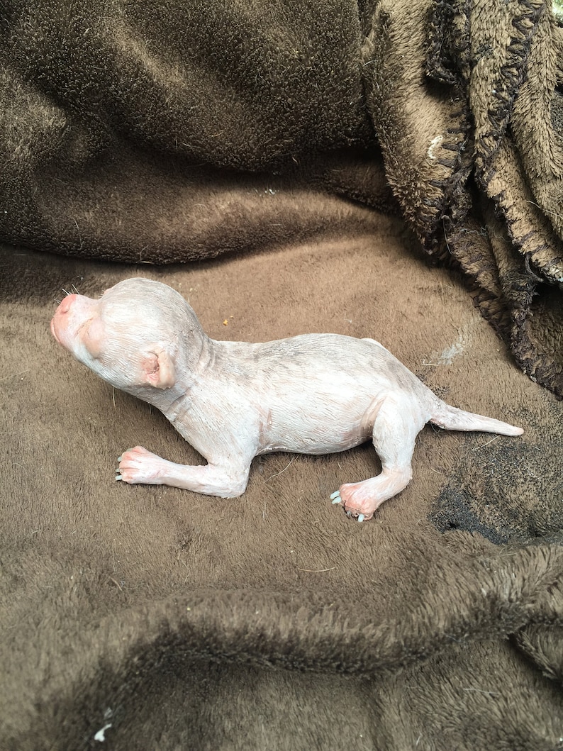 May include: A small, hairless puppy with pink skin and white markings lies on a brown fuzzy blanket. The puppy is looking up and has its mouth slightly open.