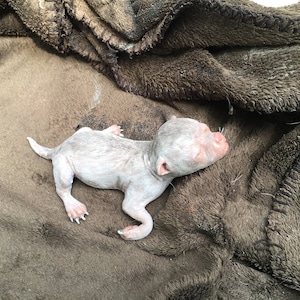 Baby Chihuahua