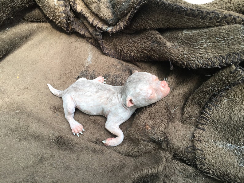 May include: A newborn puppy, with pink skin and white fur, is sleeping on a brown fuzzy blanket.