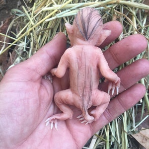 Baby Hybrid Pig image 8