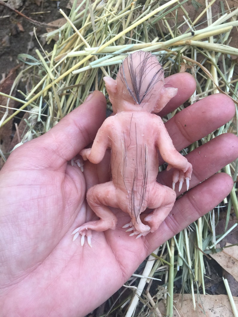 Baby Hybrid Pig image 8