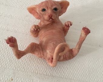 Baby Sphynx buik omhoog