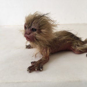 baby marmoset monkey immagine 3