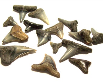 15 Sharks Teeth / Shark tooth / little fossilized sharks teeth / jewelry supplies / Ocean fossil