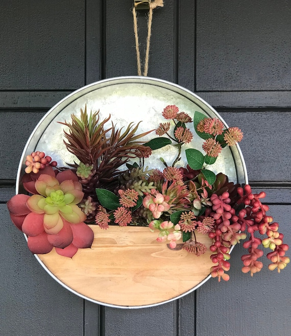 sand rose succulent Anacampseros rufescens 'Sand Rose'
