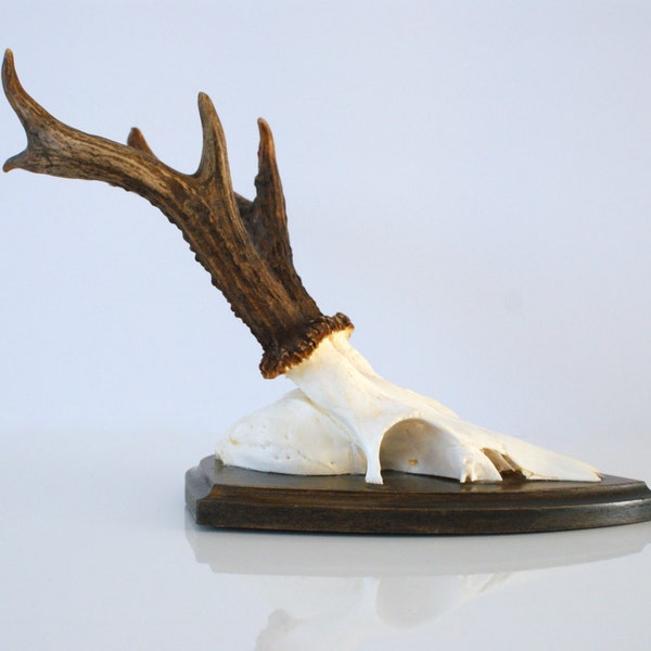 Vintage 6-point DEER ANTLERS dated 1984 Wood Mounted from Switzerland Wall Hanging Swiss Decor Memento Wood Mounted Rustic Chalet Man Cave