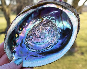 Abalone Shell Smudge Pot - Large Premium Sea Shell Handpicked for Brilliant Color & Quality - Use for Smudging or to Store Sacred Crystals