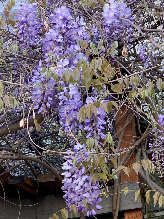 Climbing Purple Wisteria Plant Seeds Pack 7 Seeds Etsy