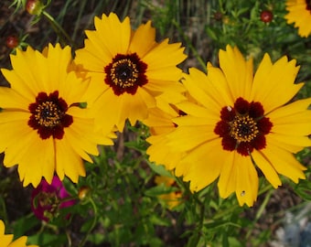 Coreopsis Extract 25 gram