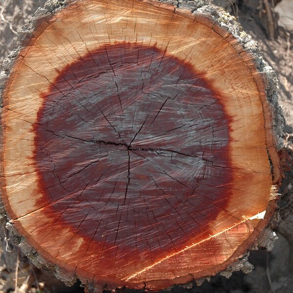 Quebracho Bark Powder Etsy Australia