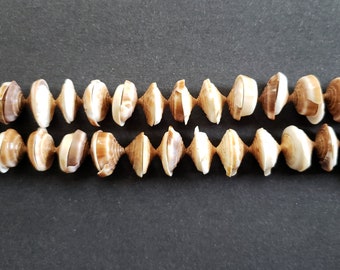 Conus Pigolinus Shell Head Beads (10 - 15 mm , 16 Inches Strand)
