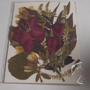 Conjunto de flores prensadas secas, arte con flores prensadas, arte para enmarcar, creación de marcapáginas, creación de tarjetas de felicitación, plantas reales secas, flores y hojas.