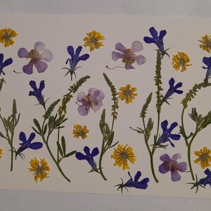 Conjunto de flores prensadas secas, arte con flores prensadas, arte para enmarcar, creación de marcapáginas, creación de tarjetas de felicitación, plantas reales secas, flores y hojas.
