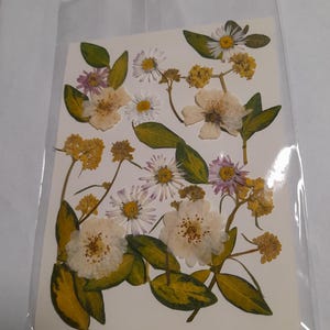 Conjunto de flores prensadas secas, arte con flores prensadas, arte para enmarcar, creación de marcapáginas, creación de tarjetas de felicitación, plantas reales secas, flores y hojas.