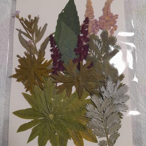 Conjunto de flores prensadas secas, arte con flores prensadas, arte para enmarcar, creación de marcapáginas, creación de tarjetas de felicitación, plantas reales secas, flores y hojas.