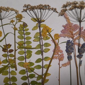 Conjunto de flores prensadas secas, arte con flores prensadas, arte para enmarcar, creación de marcapáginas, creación de tarjetas de felicitación, plantas reales secas, flores y hojas.