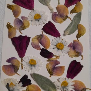 Conjunto de flores prensadas secas, arte con flores prensadas, arte para enmarcar, creación de marcapáginas, creación de tarjetas de felicitación, plantas reales secas, flores y hojas.