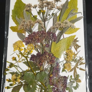 Conjunto de flores prensadas secas, arte con flores prensadas, arte para enmarcar, creación de marcapáginas, creación de tarjetas de felicitación, plantas reales secas, flores y hojas.