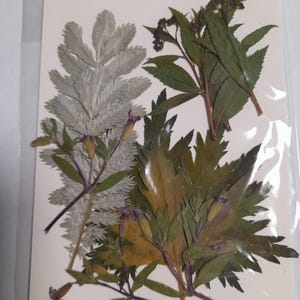 Conjunto de flores prensadas secas, arte con flores prensadas, arte para enmarcar, creación de marcapáginas, creación de tarjetas de felicitación, plantas reales secas, flores y hojas.
