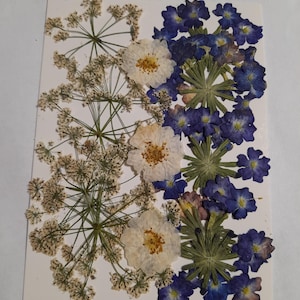 Conjunto de flores prensadas secas, arte con flores prensadas, arte para enmarcar, creación de marcapáginas, creación de tarjetas de felicitación, plantas reales secas, flores y hojas.